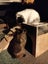 2x rabbits ( need rehoming ) Carousel 10