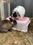 2x rabbits ( need rehoming ) Carousel 11