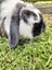 2x rabbits ( need rehoming ) Carousel 13