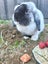 2x rabbits ( need rehoming ) Carousel 14