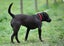 Ellie - huntaway x gentle rescue, craves human company Carousel 5