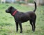 Ellie - huntaway x gentle rescue, craves human company Carousel 3
