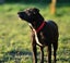 Ellie - huntaway x gentle rescue, craves human company Carousel 6