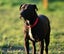 Ellie - huntaway x gentle rescue, craves human company Carousel 7