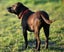 Ellie - huntaway x gentle rescue, craves human company Carousel 8