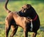 Ellie - huntaway x gentle rescue, craves human company Carousel 9