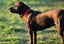 Ellie - huntaway x gentle rescue, craves human company Carousel 10