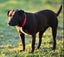 Ellie - huntaway x gentle rescue, craves human company Carousel 4