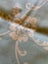 A larger piece of gorgeous UNUSED Oil Cloth Carousel 2