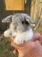 Rabbits Carousel 3