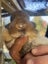 Rabbits Carousel 4
