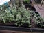 Teucrium Fruticans Carousel 4