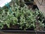 Teucrium Fruticans Carousel 5