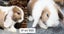 Baby Minilop Bunnies For Sale Carousel 2