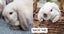 Baby Minilop Bunnies For Sale Carousel 3