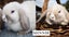Baby Minilop Bunnies For Sale Carousel 4