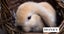 Baby Minilop Bunnies For Sale Carousel 5