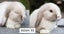 Baby Minilop Bunnies For Sale Carousel 6
