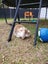 Mini lop bunny Carousel 2