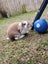 Mini lop bunny Carousel 1