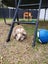 Mini lop bunny Carousel 4