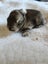 RABBITS Carousel 3