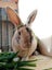 RABBITS Carousel 12