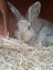 RABBITS Carousel 13