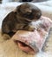RABBITS Carousel 4