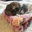 RABBITS Carousel 8