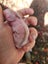 Pedigree standard rex rabbits Carousel 3