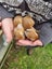 Pedigree standard rex rabbits Carousel 1
