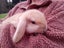 Purebred Mini Lop Carousel 2