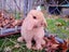 Purebred Mini Lop Carousel 1