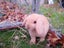 Purebred Mini Lop Carousel 3