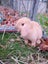 Purebred Mini Lop Carousel 5