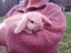 Purebred Mini Lop Carousel 6