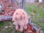 Purebred Mini Lop Carousel 7