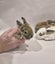 Pure Bred Mini Lop Bunnies Carousel 4