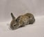Pure Bred Mini Lop Bunnies Carousel 3