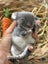 **Trained Mini Lop Bunny Rabbits & Care Package** Carousel 16