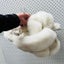 SHEEPZ / sheepskin slippers / 40 Carousel 3