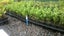 Buxus Sempervirens x 1 Carousel 2