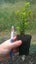 Buxus Sempervirens x 1 Carousel 1