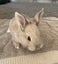 Baby Rabbits Carousel 1