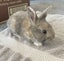 Baby Rabbits Carousel 3
