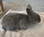 Baby Rabbits Carousel 5