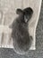 Baby Rabbits Carousel 6