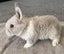 Baby Rabbits Carousel 7