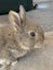 Baby Rabbits Carousel 9